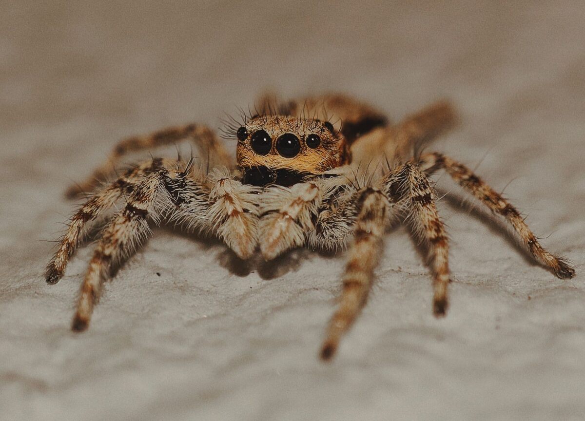 beaucoup araignées maison erreurs fréquentes éviter