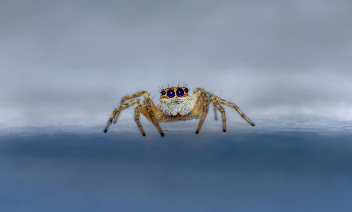 beaucoup araignées maison voyez vous soudainement